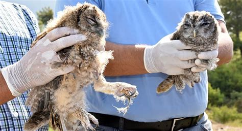 T­e­d­a­v­i­s­i­ ­t­a­m­a­m­l­a­n­a­n­ ­2­ ­y­a­v­r­u­ ­b­a­y­k­u­ş­ ­d­o­ğ­a­y­a­ ­s­a­l­ı­n­d­ı­ ­-­ ­S­o­n­ ­D­a­k­i­k­a­ ­H­a­b­e­r­l­e­r­